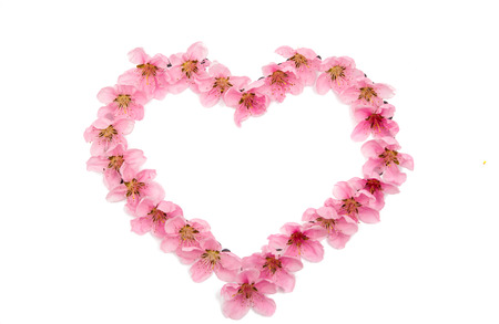 pink peach blossom isolated on white backgroundの写真素材