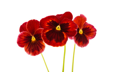pansy flower isolated on white backgroundの写真素材