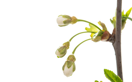 branch with cherry flowers isolated on white backgroundの写真素材