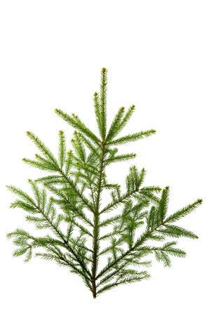 spruce isolated on white backgroundの写真素材