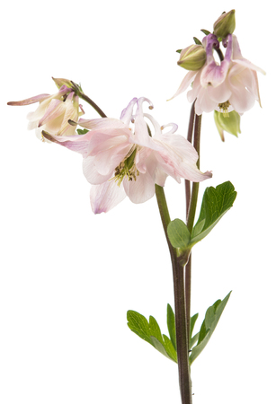 Aquilegia vulgaris flower isolated on white backgroundの写真素材