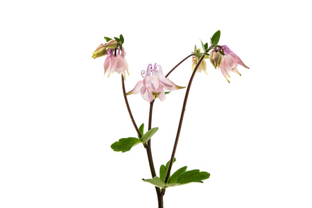 Aquilegia vulgaris flower isolated on white backgroundの写真素材