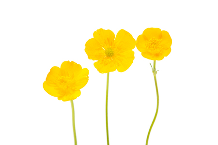 yellow flower isolated on white backgroundの写真素材