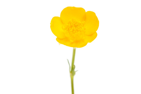 yellow flower isolated on white background