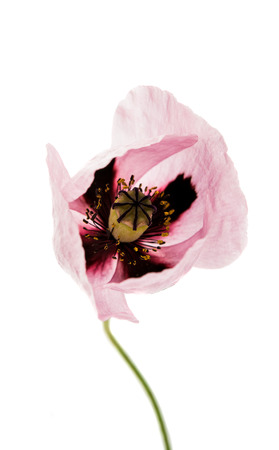 purple poppy on a white backgroundの写真素材