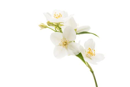 jasmine flower isolated on white backgroundの写真素材