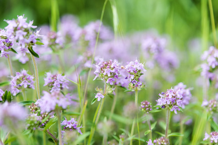 purple flowers growing in a meadow close-upの写真素材