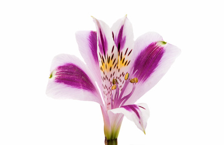 Violet Alstroemeria flower head closeup isolated on white backgroundの写真素材