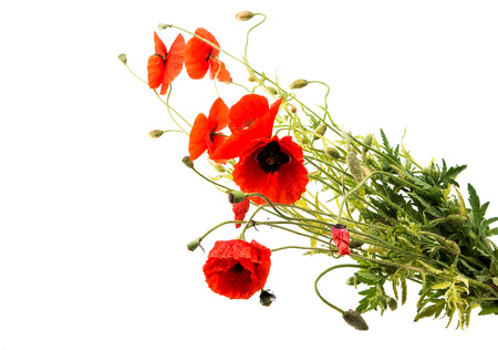 a bouquet of red poppies isolated on a white backgroundの写真素材