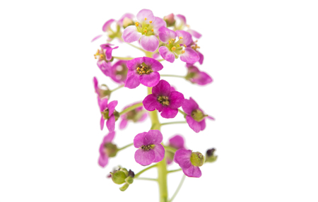 alyssum flower isolated on white backgroundの写真素材