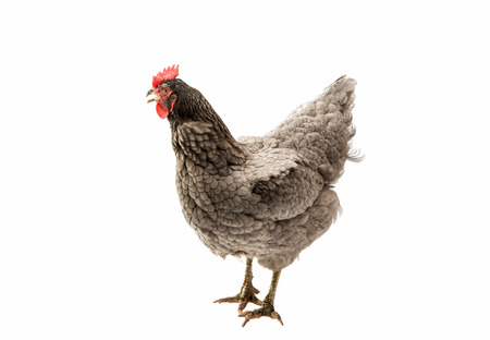 gray hen isolated on white backgroundの写真素材