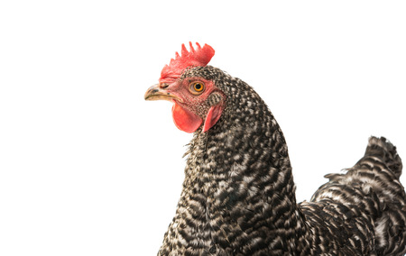 gray hen isolated on white background