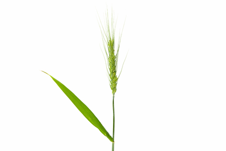 Green wheat ears isolated on white backgroundの写真素材