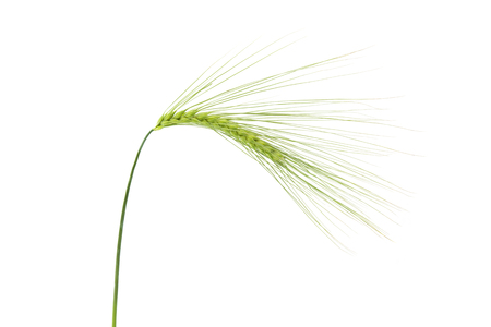 Green wheat ears isolated on white backgroundの写真素材
