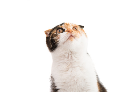 Scottish cat on a white backgroundの写真素材