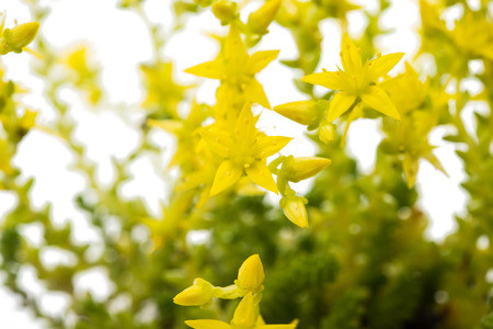 small yellow flowers on a white backgroundの写真素材
