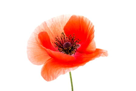 poppies on white backgroundの写真素材