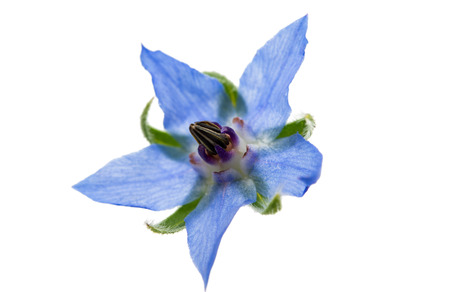 borage flower on a white background