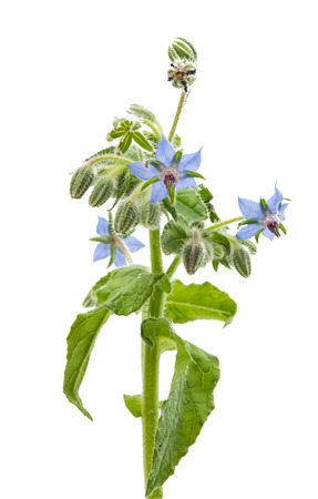 Flowering Borage and buds isolated on white backgroundの写真素材