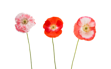 poppies on white backgroundの写真素材