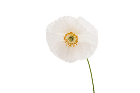 poppies on white backgroundの写真素材