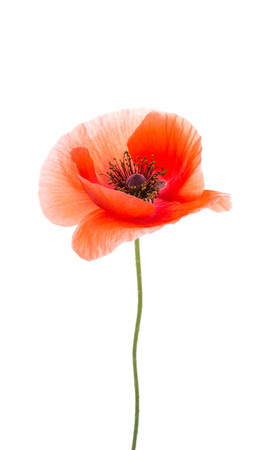 poppies on white backgroundの写真素材