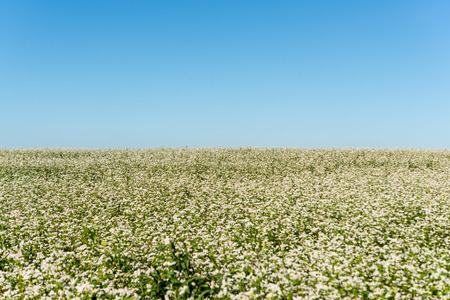 buckwheat flower on the fieldの写真素材