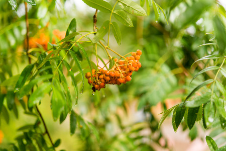 Rowan tree berries on a branch.