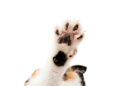 cat's paw isolated on white backgroundの写真素材