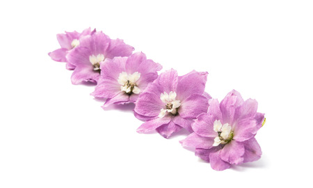 violet delphinium flower isolated on whiteの写真素材