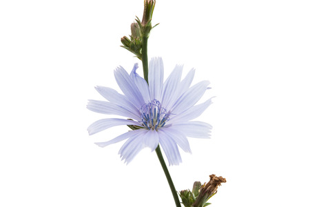Chicory flower on a white backgroundの写真素材