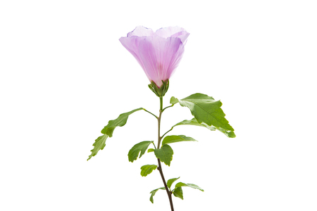 hibiscus flower isolated on white backgroundの写真素材