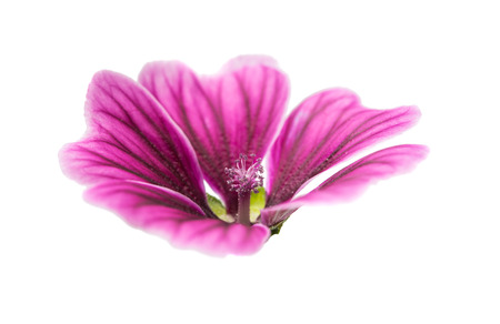 lilac flower isolated on white backgroundの写真素材