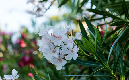 oleander flowers natural bouquet closeupの写真素材