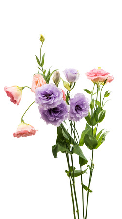 eustoma flower on a white backgroundの写真素材