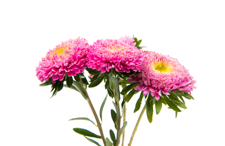 Beautiful flower aster isolated on white backgroundの写真素材