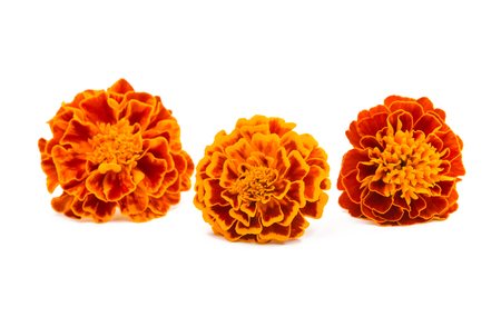 marigold flower on a white backgroundの写真素材