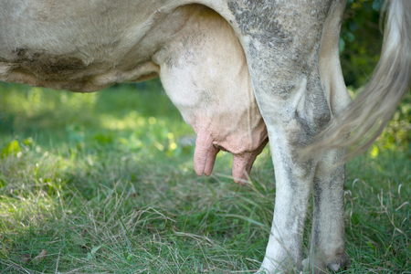 Close up of a Holstein cow's udderの写真素材