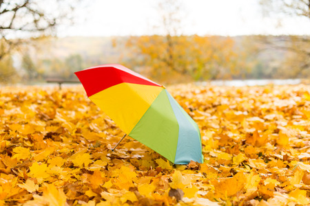 Colorful umbrella lying on yellow leafs in autumn dayの写真素材