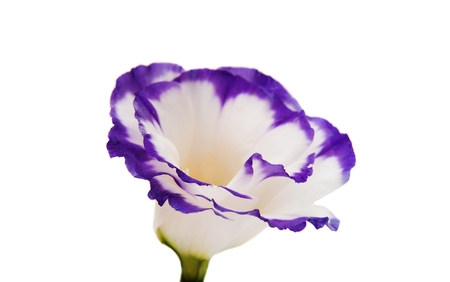 eustoma flower on a white backgroundの写真素材
