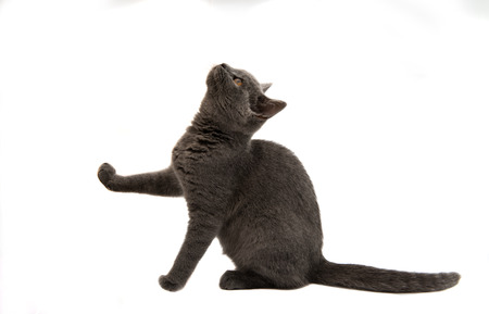 Beautiful domestic gray or blue British short hair cat with yellow eyes on a white backgroundの写真素材