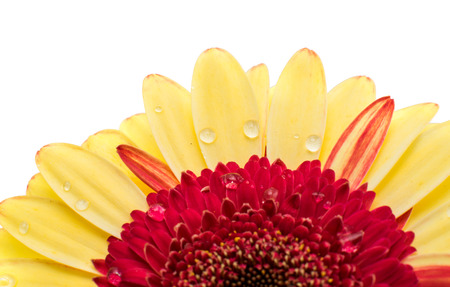 yellow red gerbera on a white backgroundの写真素材