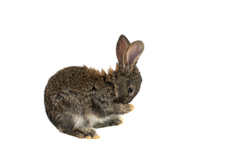 little rabbits on a white background