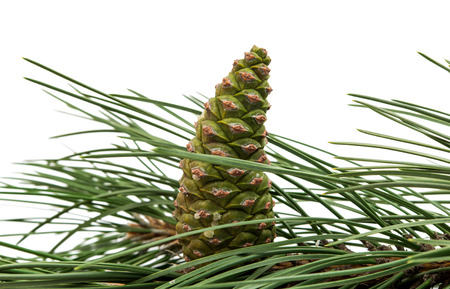 pine cone pine branch on a white background