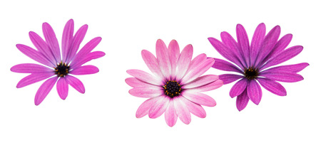 Violet Pink Osteosperumum Flower Daisy Isolated on White Background. Macro Closeupの写真素材