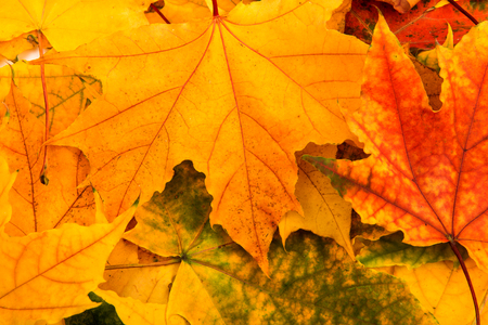 autumn leaves backgroundの写真素材