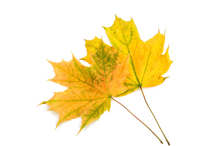autumn maple leaf on a white background