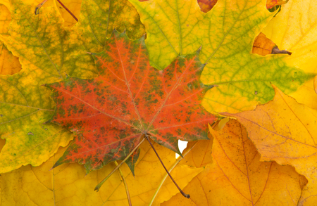 autumn leaves on a white background