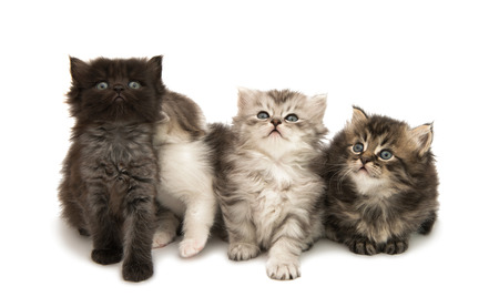 fluffy gray kitten on a white backgroundの写真素材