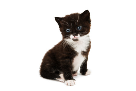 small black-white kitten on a white backgroundの写真素材